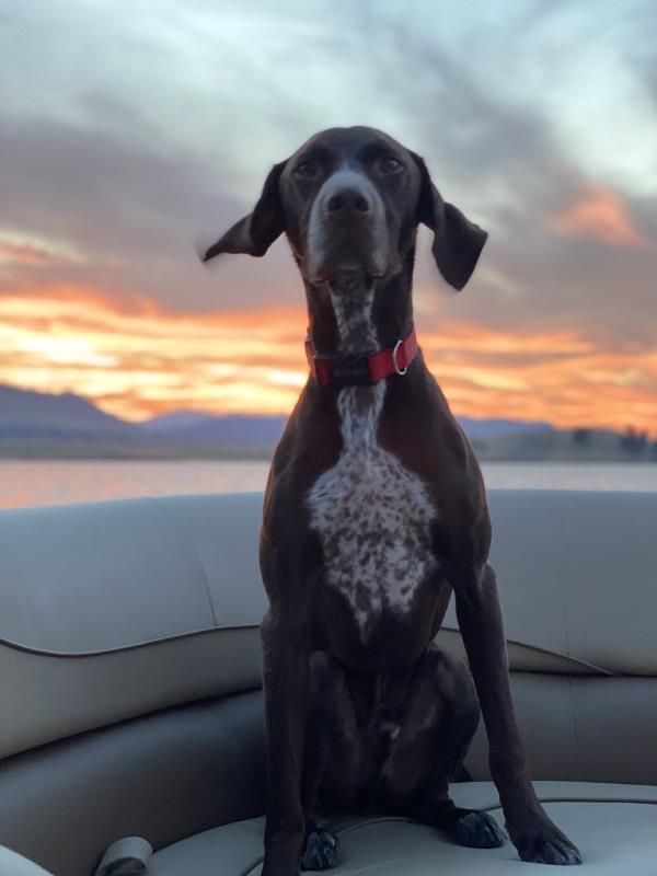 /images/uploads/southeast german shorthaired pointer rescue/segspcalendarcontest2021/entries/22020thumb.jpg